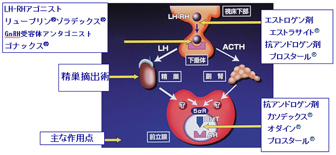 コロナ 男性ホルモン